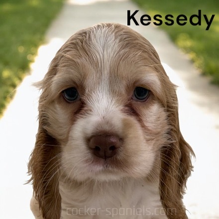 puppy, for, sale, Cocker Spaniel, Joe & Cherri  Overlease, dog, breeder, Miller, MO, dog-breeder, puppy-for-sale, forsale, nearby, find, puppyfind, locator, puppylocator, aca